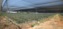 Moshav Agricole (Ouest Netanya) 28.000m² Moshav Agricole (Ouest Netanya) 28.000m²
