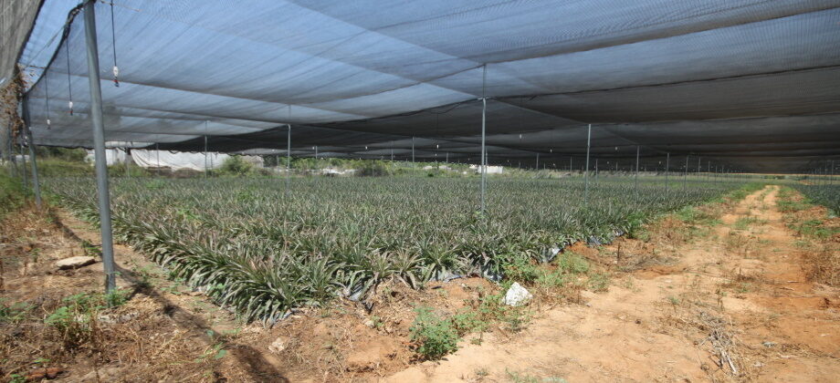 Moshav Agricole (Ouest Netanya) 28.000m²