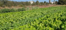 Terrain Agricole (Ouest Netanya) – 28.000 m² Terrain Agricole (Ouest Netanya) – 28.000 m²