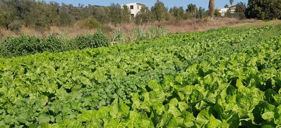 Terrain Agricole (Ouest Netanya) – 28.000 m²